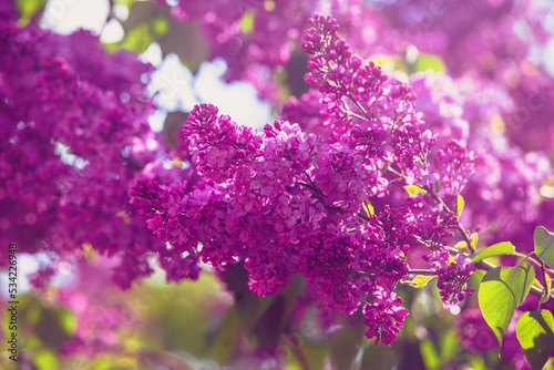 Pink lilac blooms in the Botanical garden  © licvin