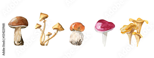 Mushroom set. Edible forest mushroom. Watercolor illustration isolated on white background.