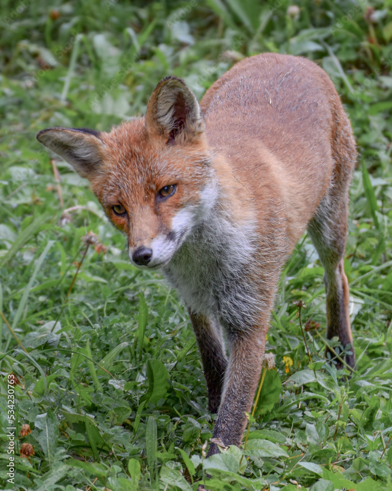 Cute wild fox photographed in Switzerland, Europe