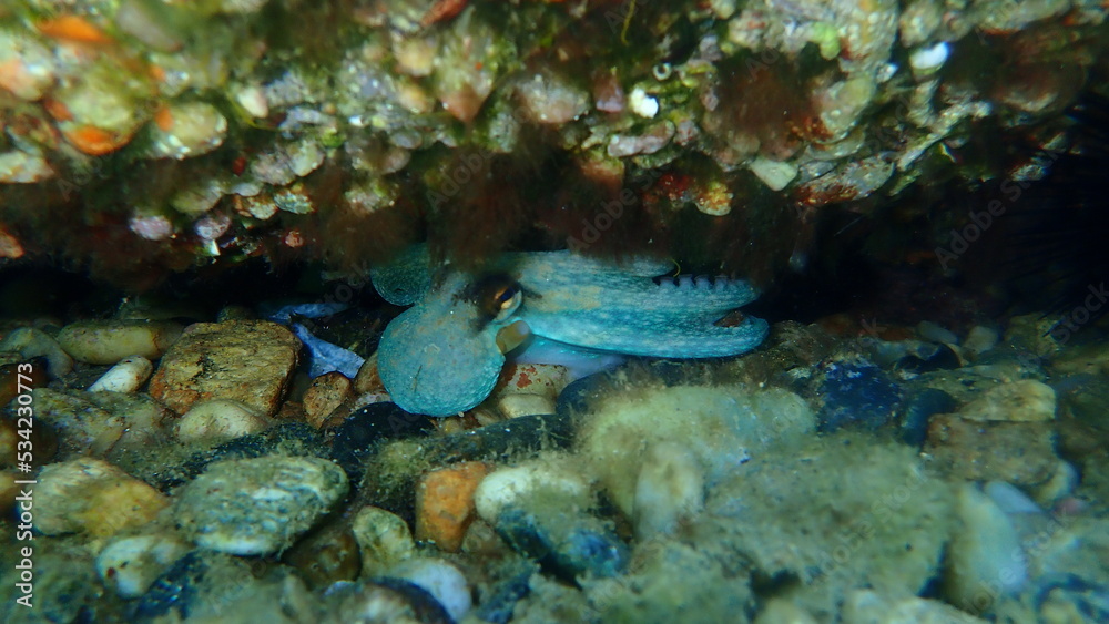 Common octopus (Octopus vulgaris) undersea, Aegean Sea, Greece, Halkidiki Common octopus (Octopus vulgaris) undersea, Aegean Sea, Greece, Halkidiki