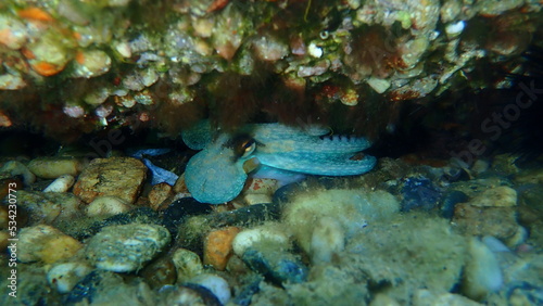 Common octopus  Octopus vulgaris  undersea  Aegean Sea  Greece  Halkidiki