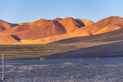 Vicuñas at Catamarca in San Francisco Pass corridor from Argentine and Chile