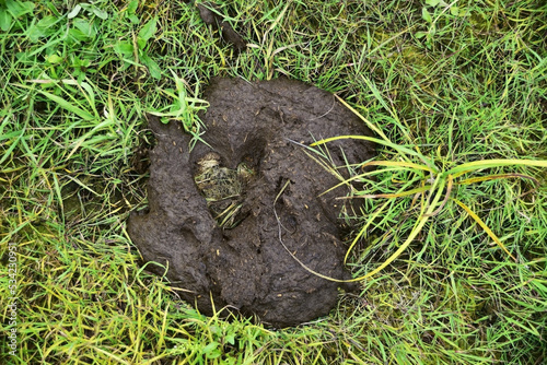 Cow dung with a heart-shaped hoof print.