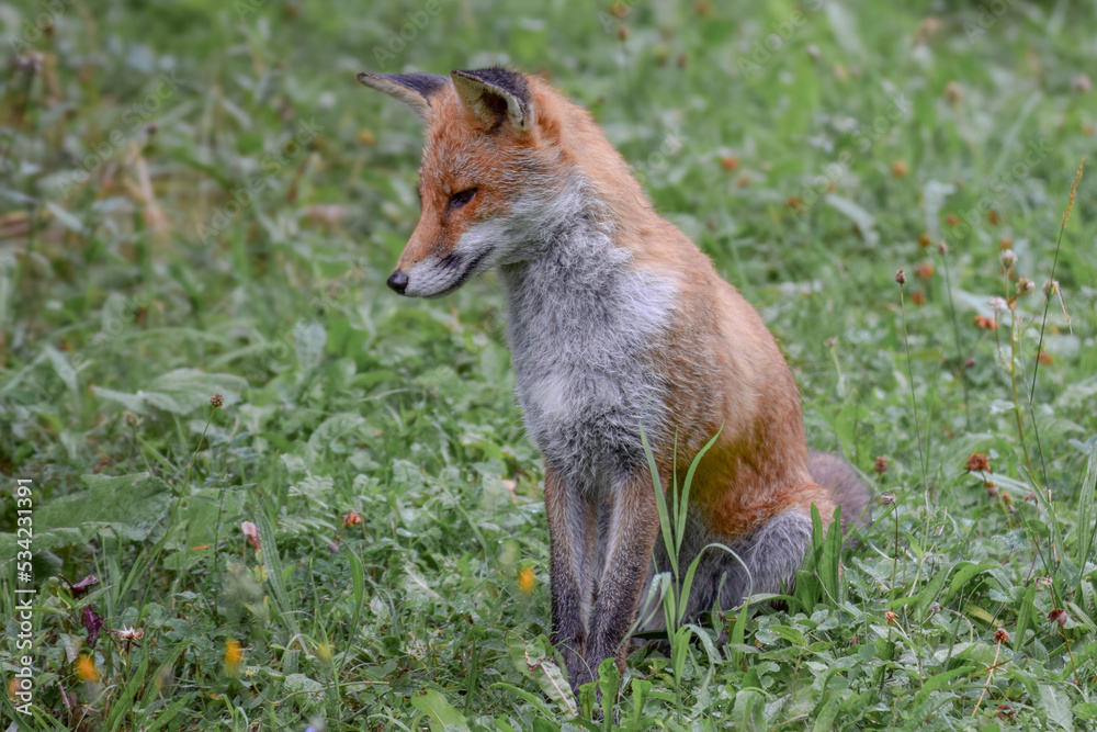 Cute wild fox photographed in Switzerland, Europe