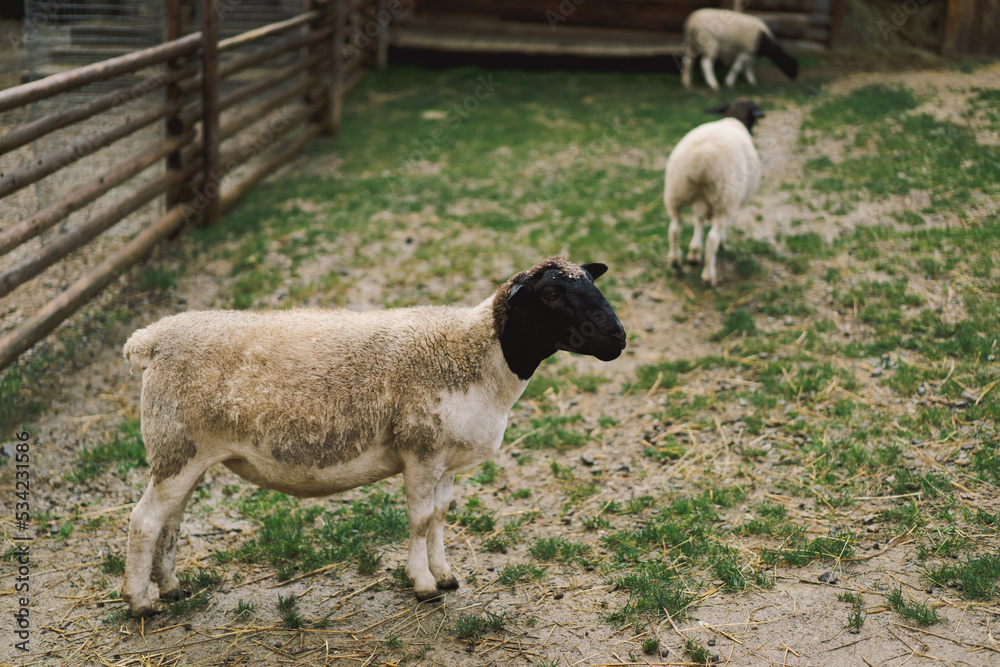 Obraz premium Beautiful female Dorper sheep on the farm. Animals on farming, agriculture.