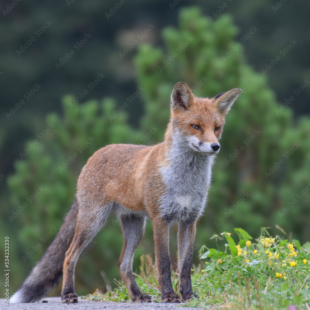 Cute wild fox photographed in Switzerland, Europe