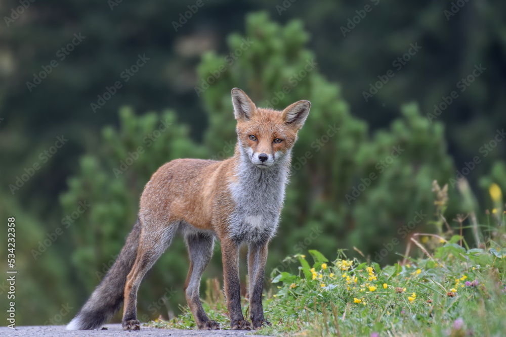 Cute wild fox photographed in Switzerland, Europe