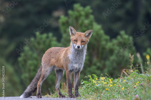 Cute wild fox photographed in Switzerland, Europe © Kim de Been