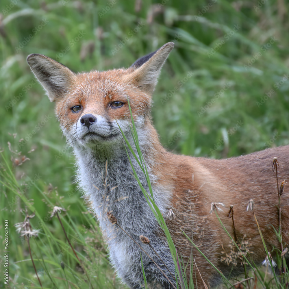 Wild fox photographed in Switzerland