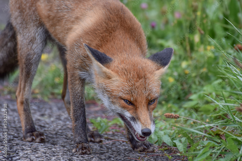 Wild fox photographed in Switzerland Wild fox photographed in Switzerland