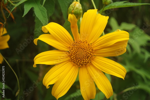 wonderful close up yellow blossom