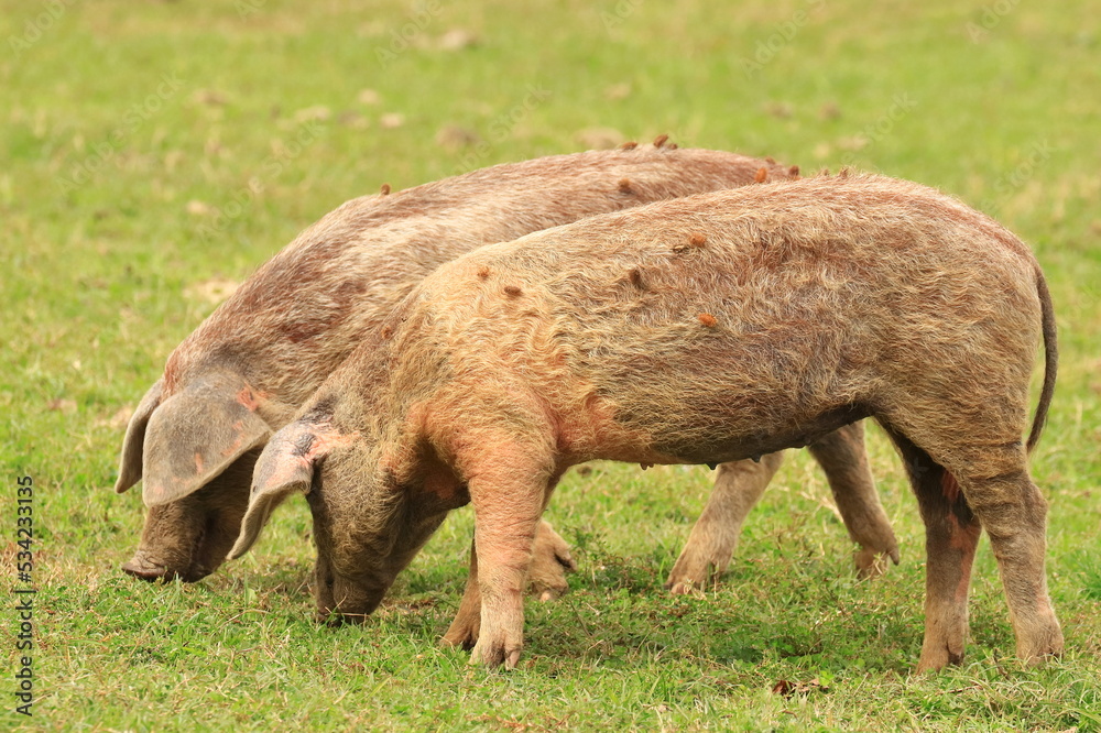 Pigs on farm meadow, Lonjsko polje, Croatia Pigs on farm meadow, Lonjsko polje, Croatia