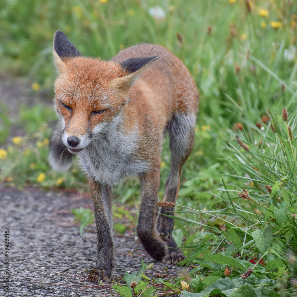 Fototapeta premium Cute wild fox photographed in Switzerland, Europe