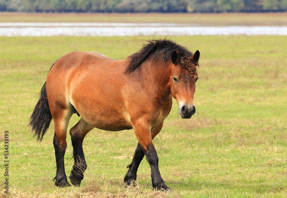 Fototapeta premium Brown horse on meadow in pasture
