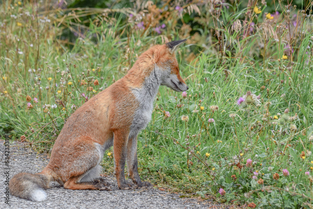 Fototapeta premium Wild fox photographed in Switzerland