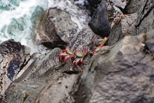 red crabs (Moorish Red Legged Crab or Grapsus adscensionis) hanging on a cliff above a turbulent sea in Gran Canaria photo
