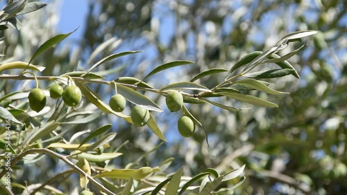 Olive trees and branches with green olives swinging in the wind