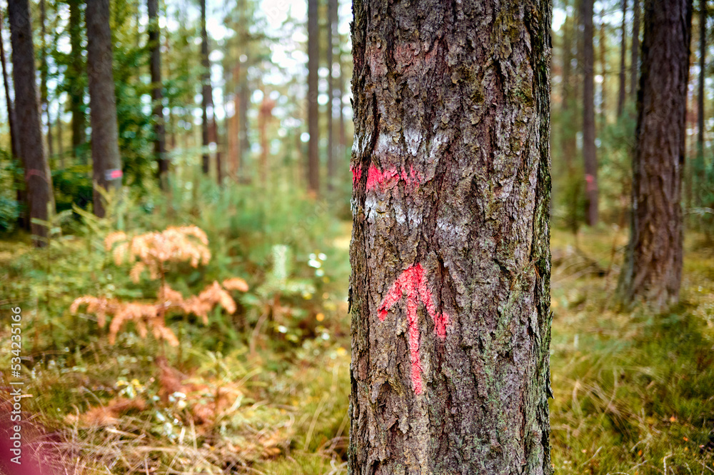 Baum mit Markierung für Waldarbeiter im Wald. 