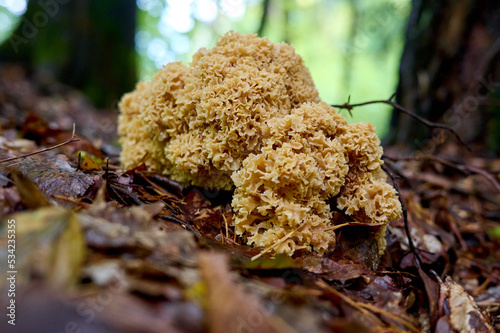 Krause Glucke Pilz steht im Wald.  photo