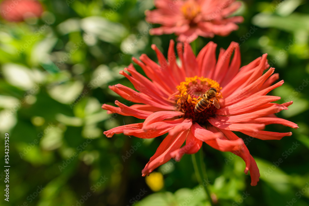 Honey bees collecting pollen from orange zinnia flower. Bees pollinating garden flower background. Honey bees collecting pollen from orange zinnia flower. Bees pollinating garden flower background.