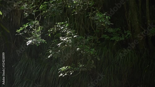 water droplets falling on the forest plants in kaiate falls. Slow motion  photo