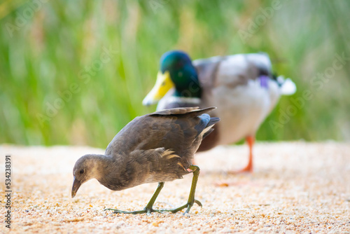 Joven gallineta común (Gallinula chloropus) y ánade real macho (Anas platyrhynchos) en la orilla de un lago