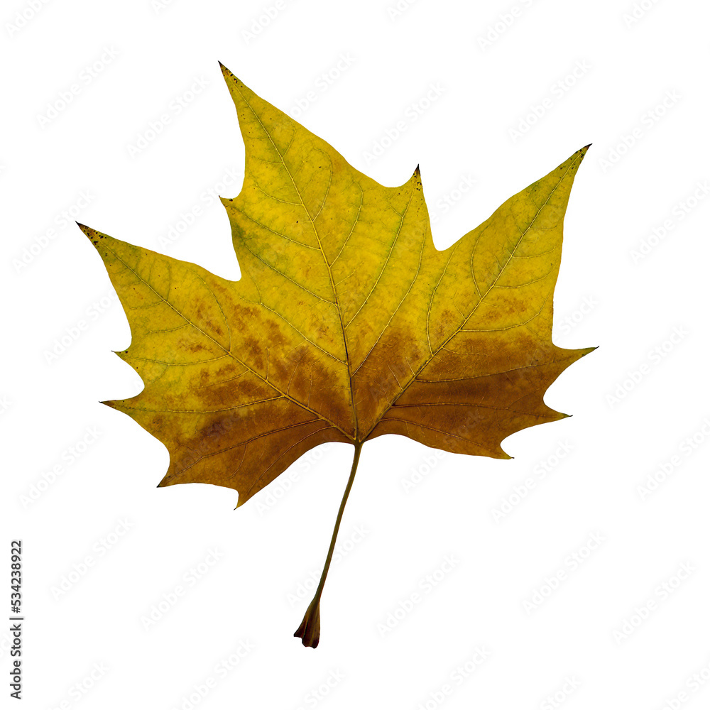 Obraz premium Isolated dry autumn leaf