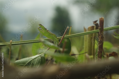 cool close up of cutted grass 