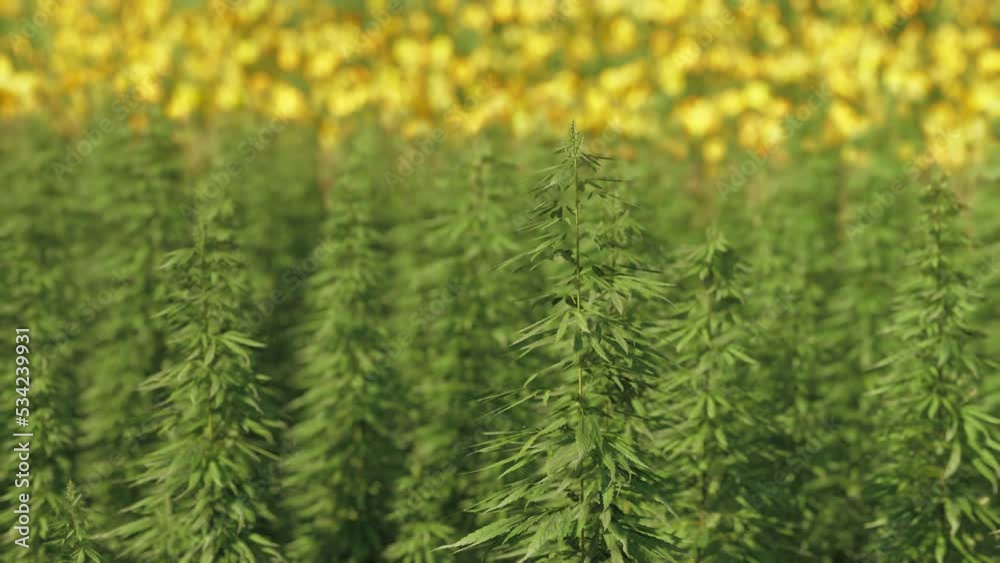 green canabis on marihuana field farm green canabis on marihuana field farm