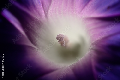 Macro detail of inside parts of Ipomoea flower, morning glory, photo