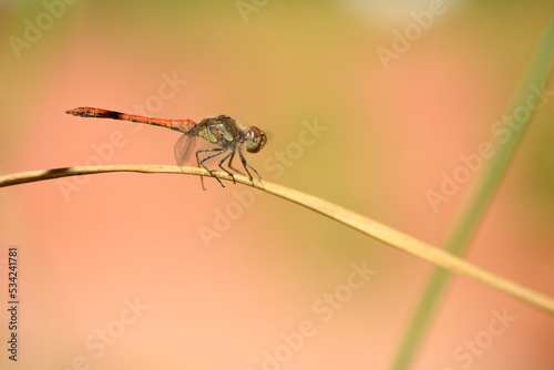 Red dragonfly perched on hanging reed