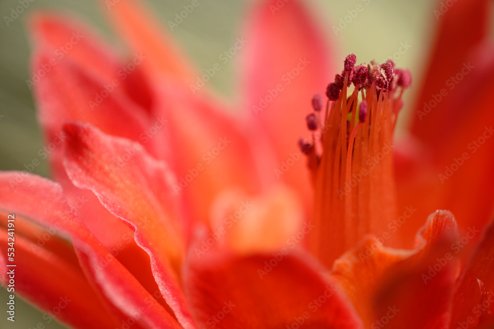 Disocactus red flower detail