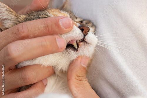 Hand of human veterinarian showing the teeth and tooth of adult domestic feline cat while they do the revision © NOWRA photography