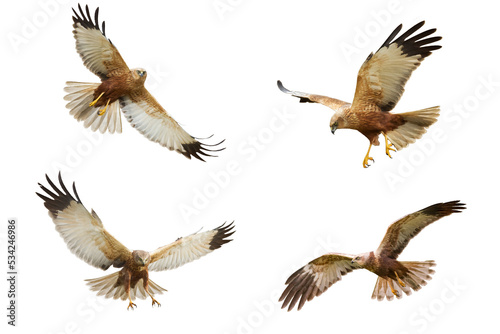 Bird of prey Marsh Harrier Circus aeruginosus isolated on white background - mix set four flying birds