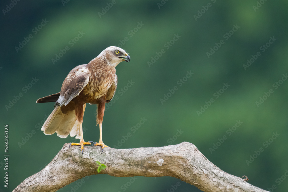 Birds of prey - Marsh Harrier male Circus aeruginosus hunting time Poland Europe