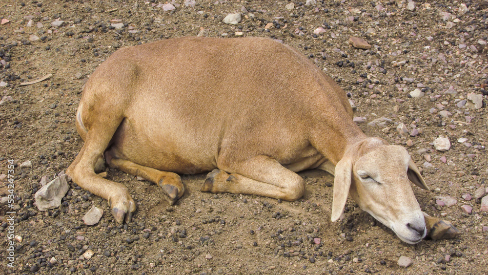 Caatinga sheep, in the background of nature, in the pasture environment