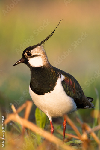 Bird Lapwing Vanellus vanellus on green background spring time close up