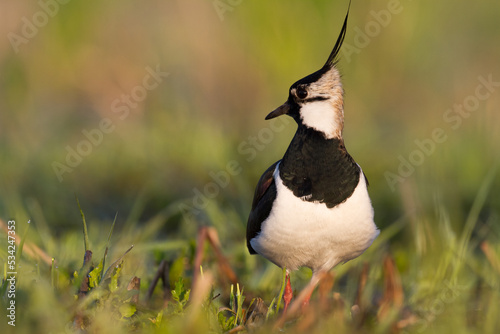 Bird Lapwing Vanellus vanellus on green background spring time close up
