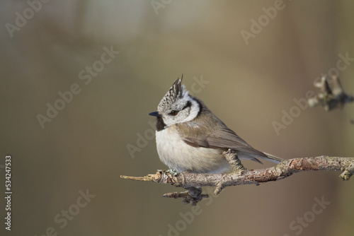 Bird Crested tit Lophophanes cristatus small bird perched on the tree in forest, Poland Europe photo