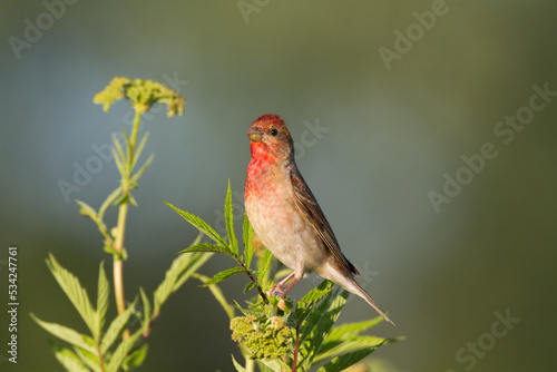 Common Rosefinch Erythrinus carpodacus Bird, small migratory bird in red feathers, male summer time Poland, Europe 