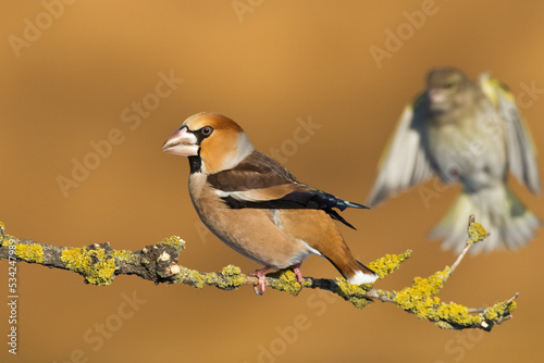 Hawfinch Coccothraustes coccothraustes amazing bird perched on tree orange background