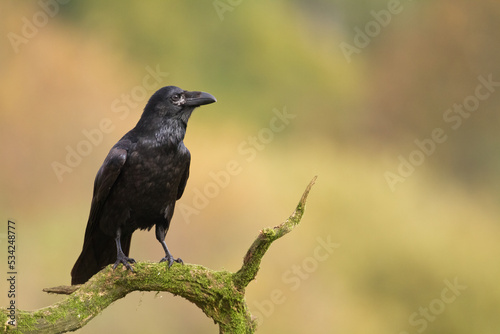 Bird beautiful raven perched   Corvus corax   North Poland Europe 