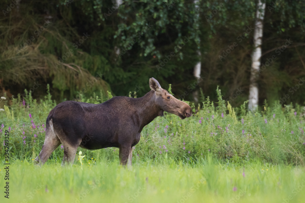 Mammals Elk ( Alces alces ) North part of Poland, Europe Mammals Elk ( Alces alces ) North part of Poland, Europe