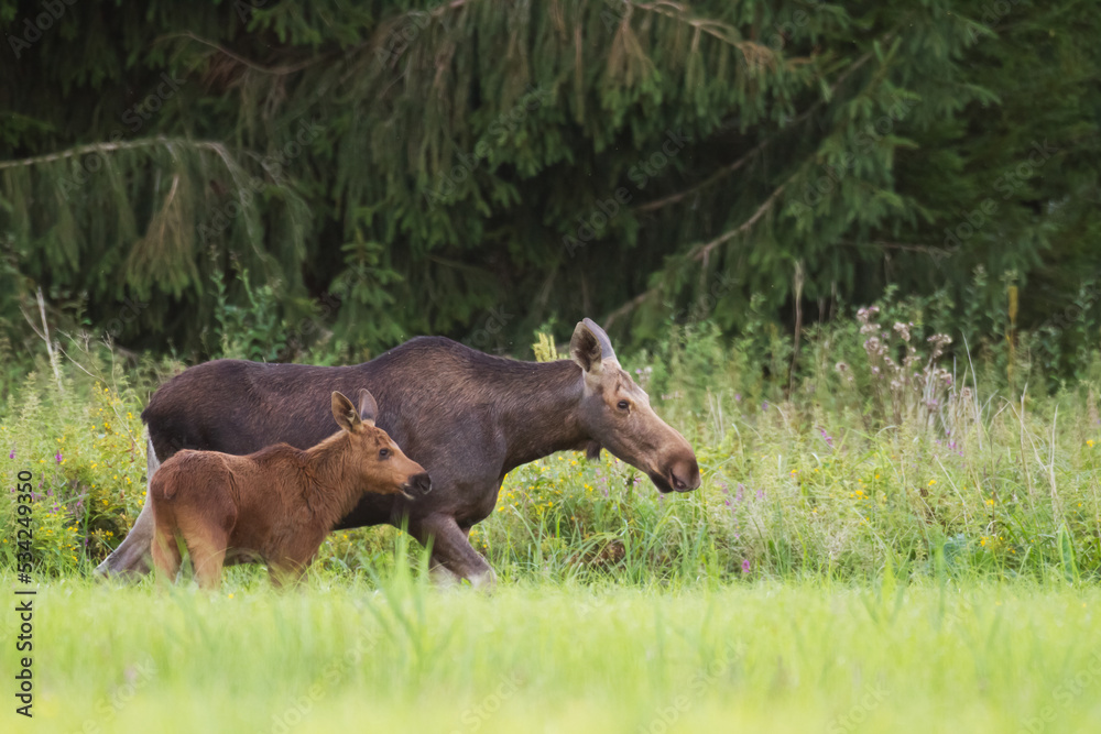 Mammals Elk ( Alces alces ) North part of Poland, Europe	