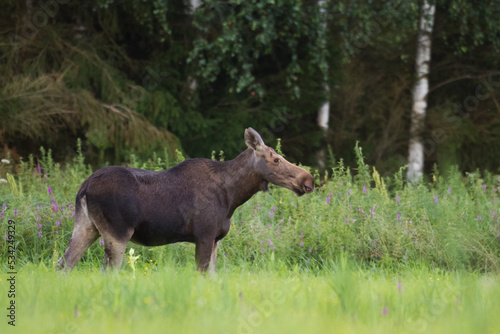 Mammals Elk   Alces alces   North part of Poland  Europe 