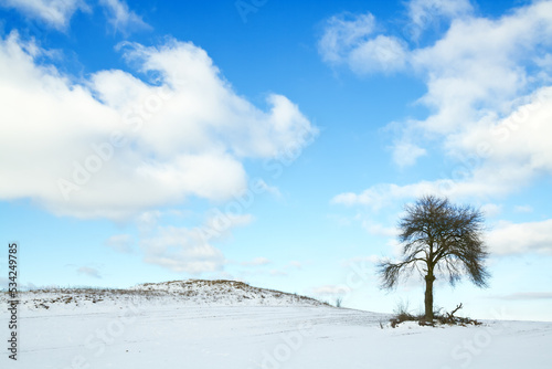 silhouette of lonely tree on the hill in Poland  Europe on sunny day in winter  amazing clouds in blue sky 