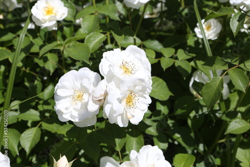 White roses (grade Spinaker, De Ruiter Innovations B. V.) in garden. Buds, inflorescence of flower closeup. Summer nature. Postcard with white rose. Roses blooming. White flowers, roses blossom. Photo