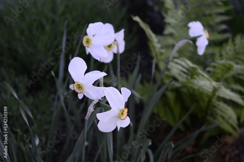 Closeup Narcissus Actaea known as Narcissus poeticus with blurred backgroung in sspring meadow photo