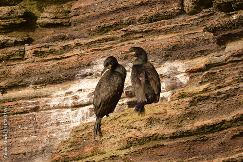 Orkney birds