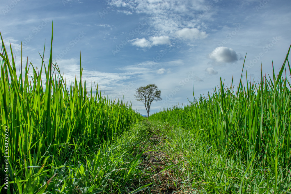 Fototapeta premium Photo of rice fields in Aceh Besar, Aceh, Indonesia.
